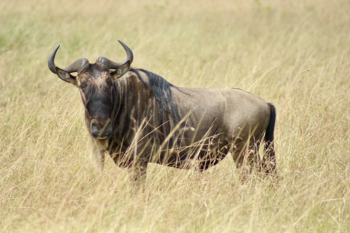 A bull standing in a field of tall grass